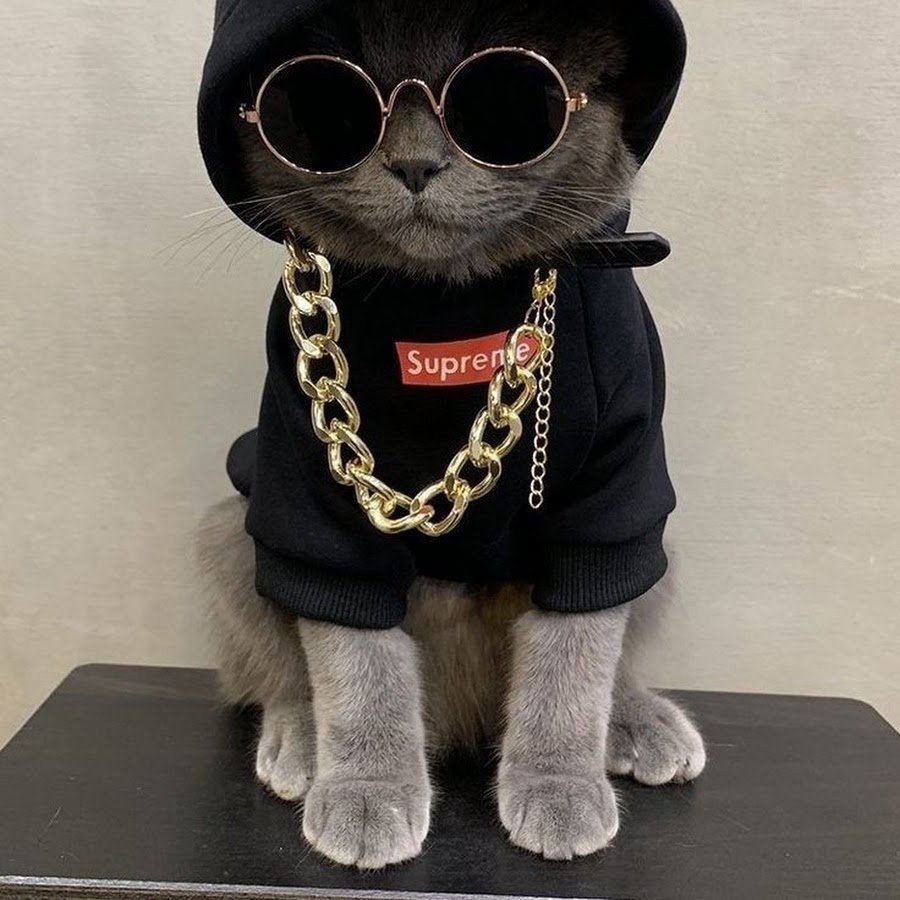 Белая кошка в очках