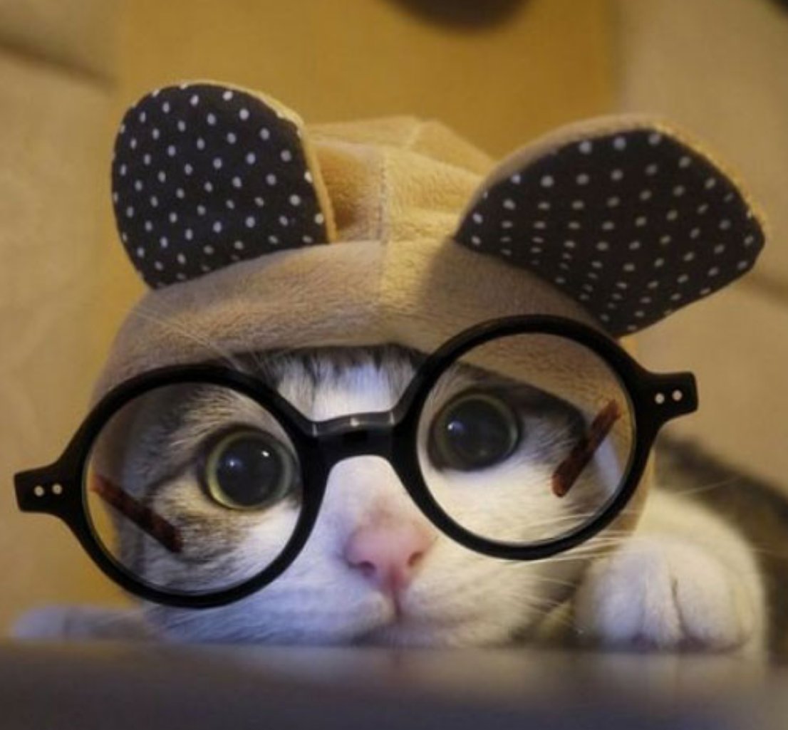 Котик в очках Эстетика