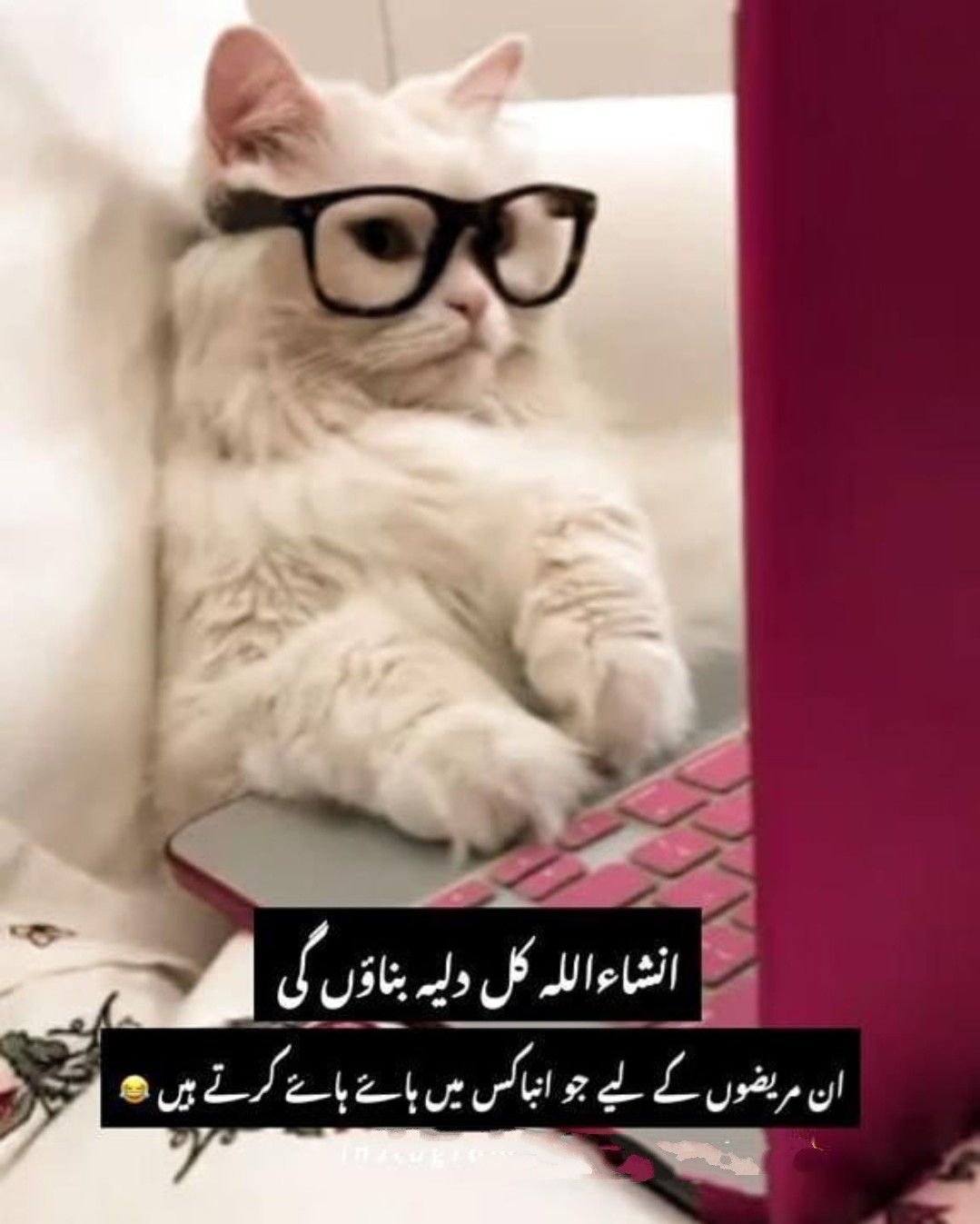 Рыжий кот в очках