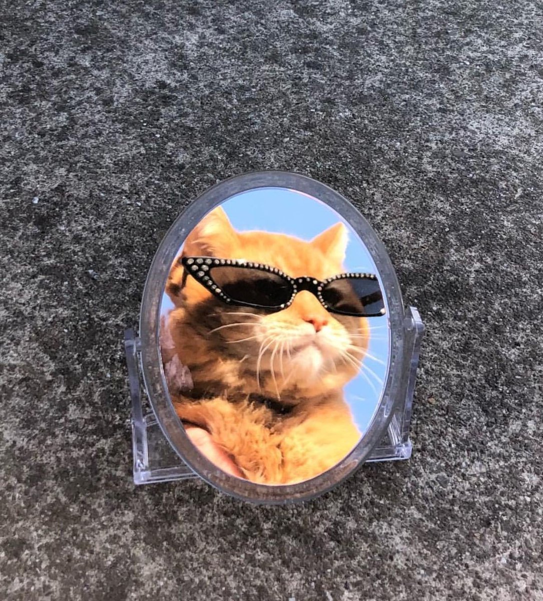 Крутые кошки