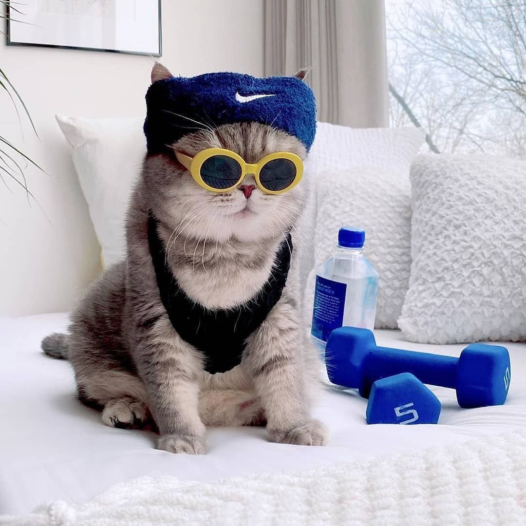 Собака в солнечных очках