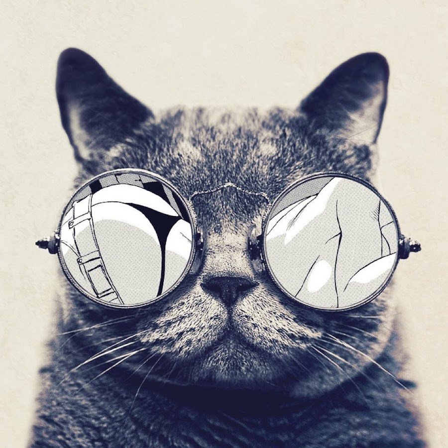 Кот в космических очках