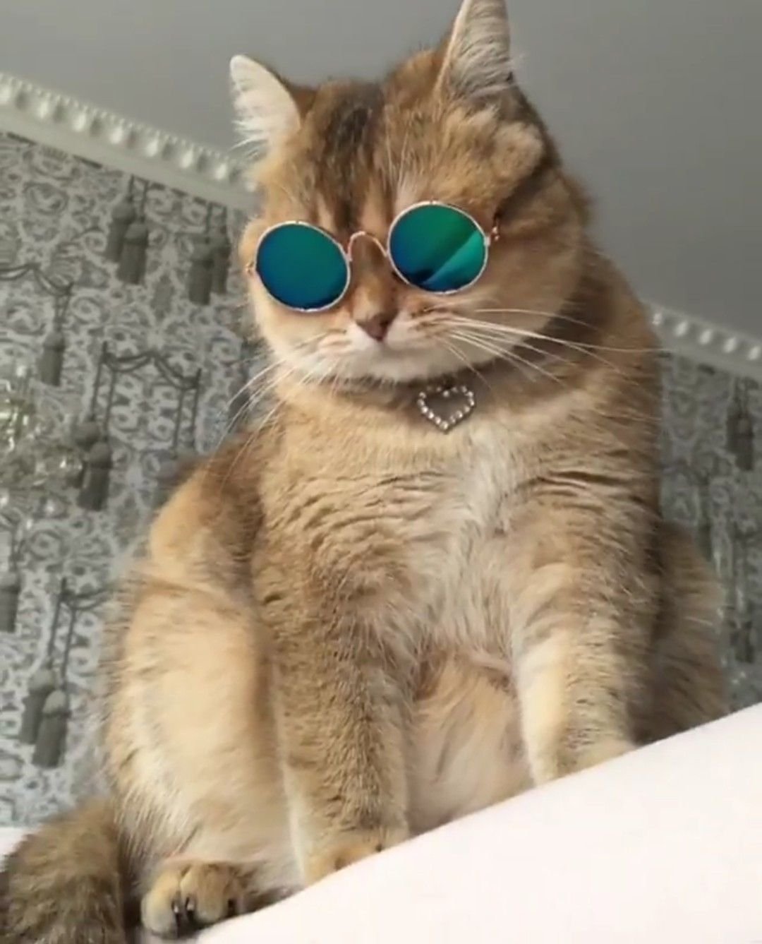 Белый кот в очках и наушниках