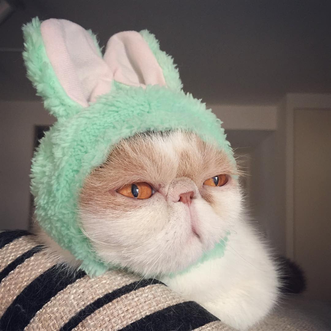 Кот в очках