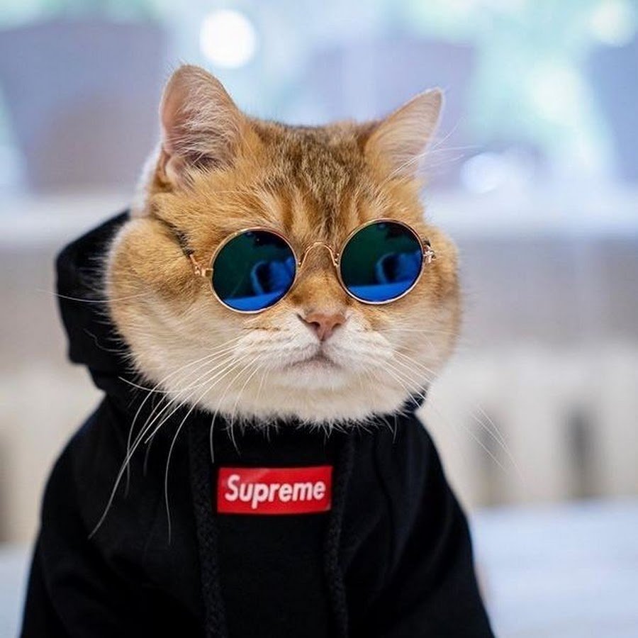 Рыжий кот в очках