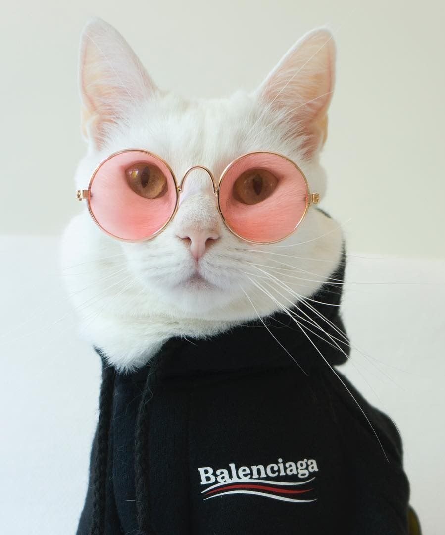 Кошка в очках за компом