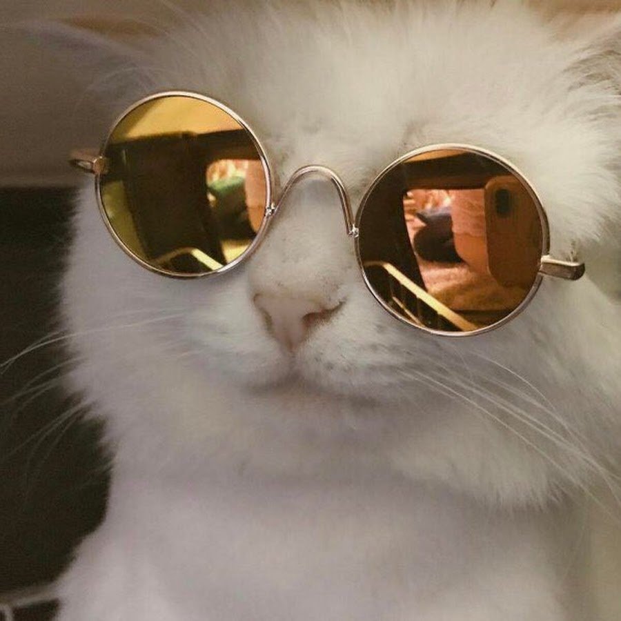 Гламурный котик