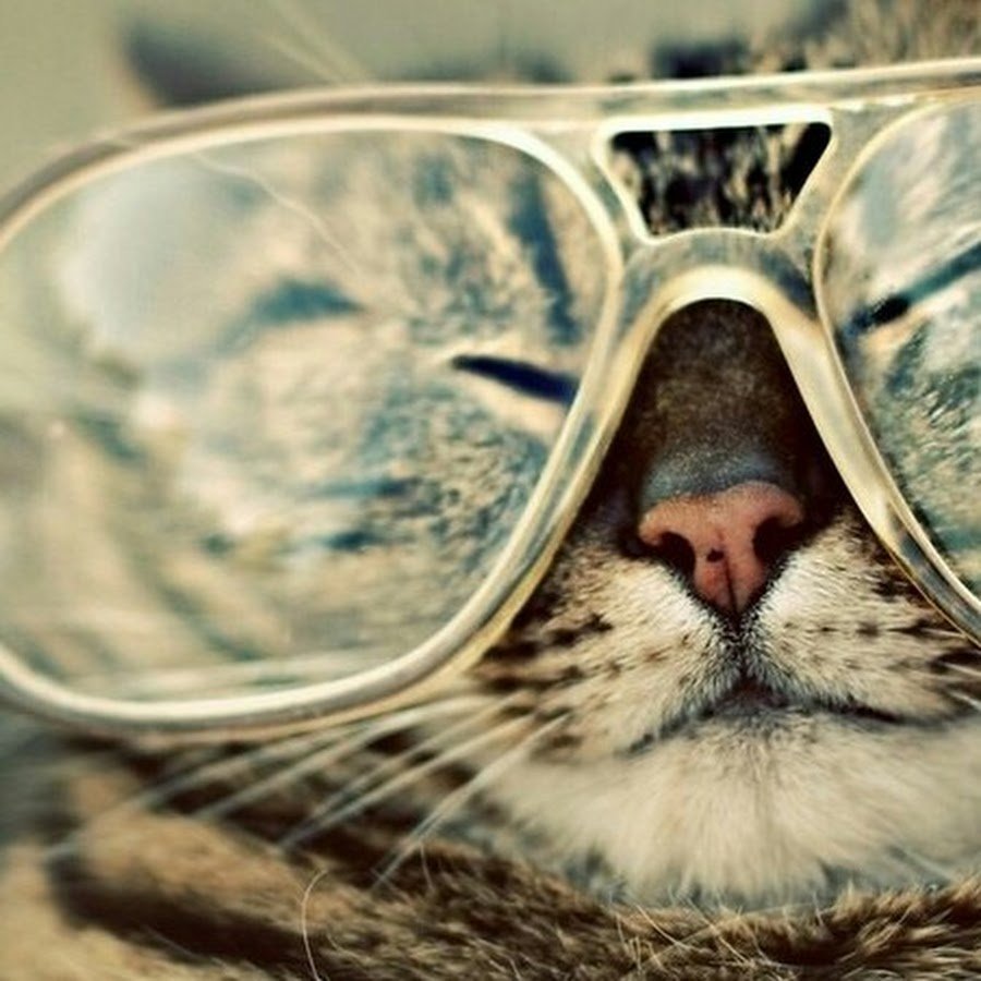 Кот в очках