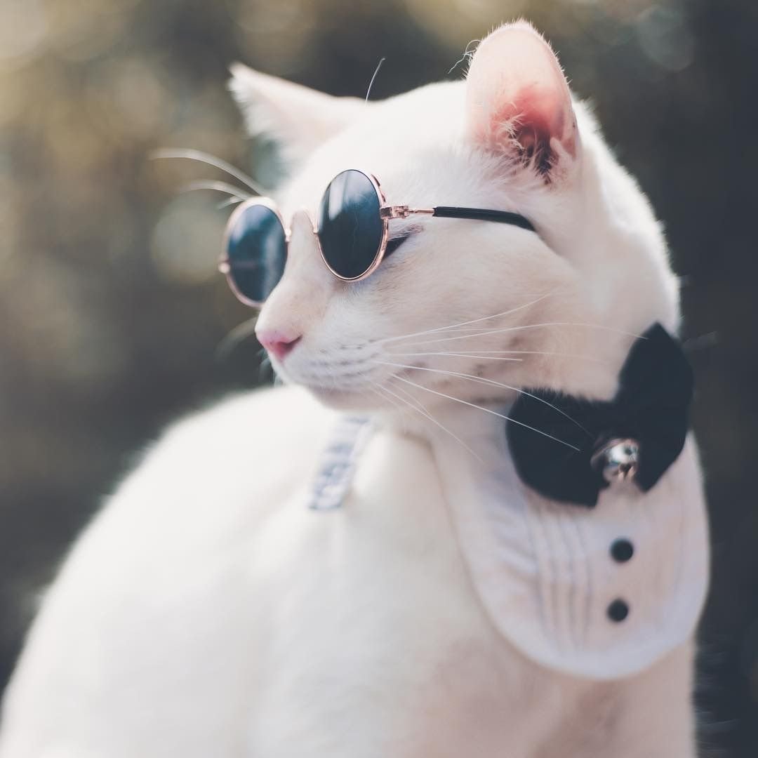 Алмазная мозайка на подрамнике 40х50 животные космический кот