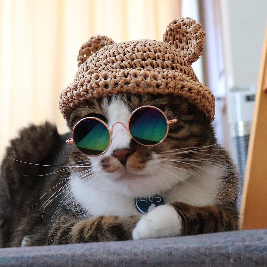 Котик в очках картинки