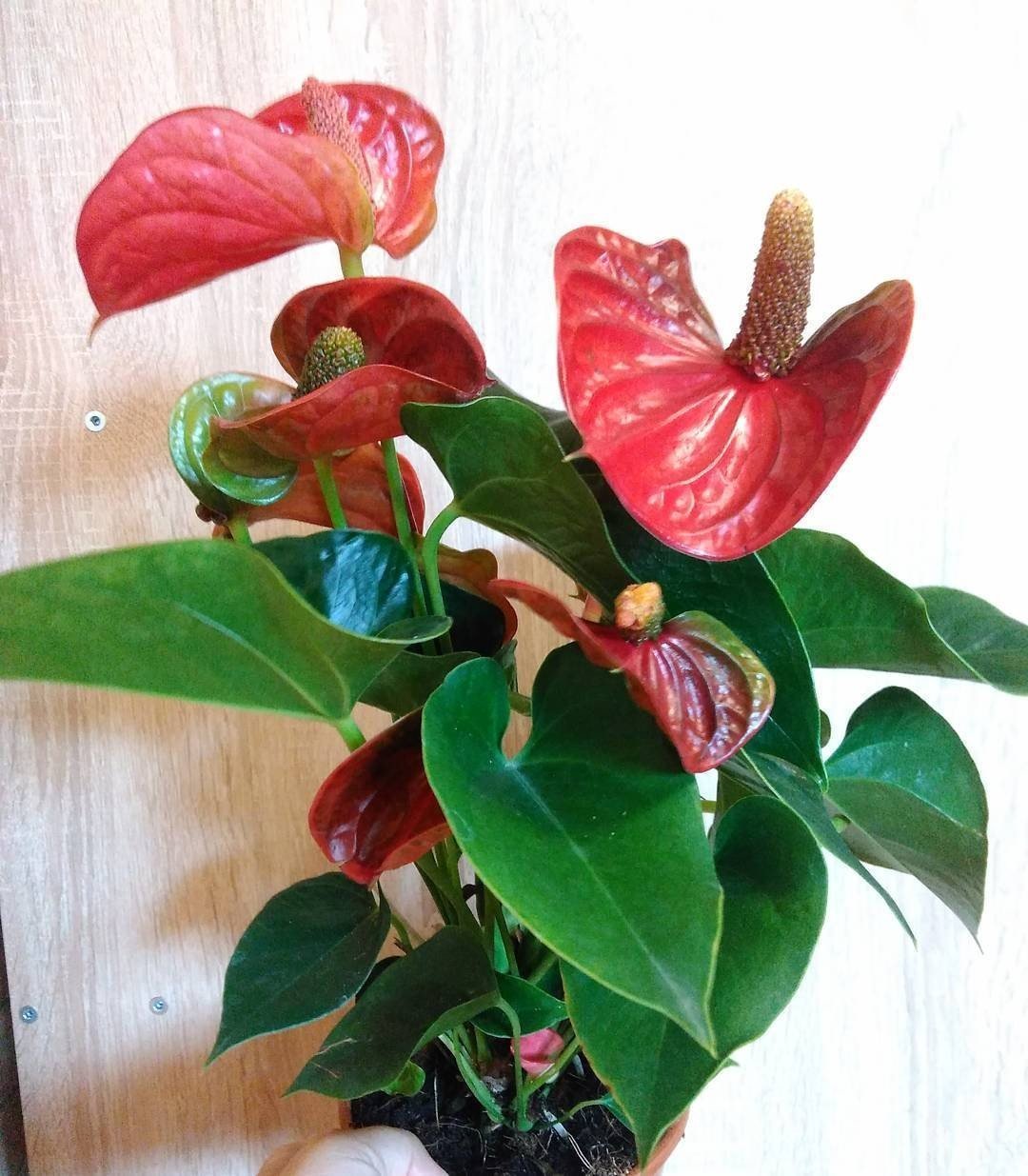 Антуриум Chamberlain II