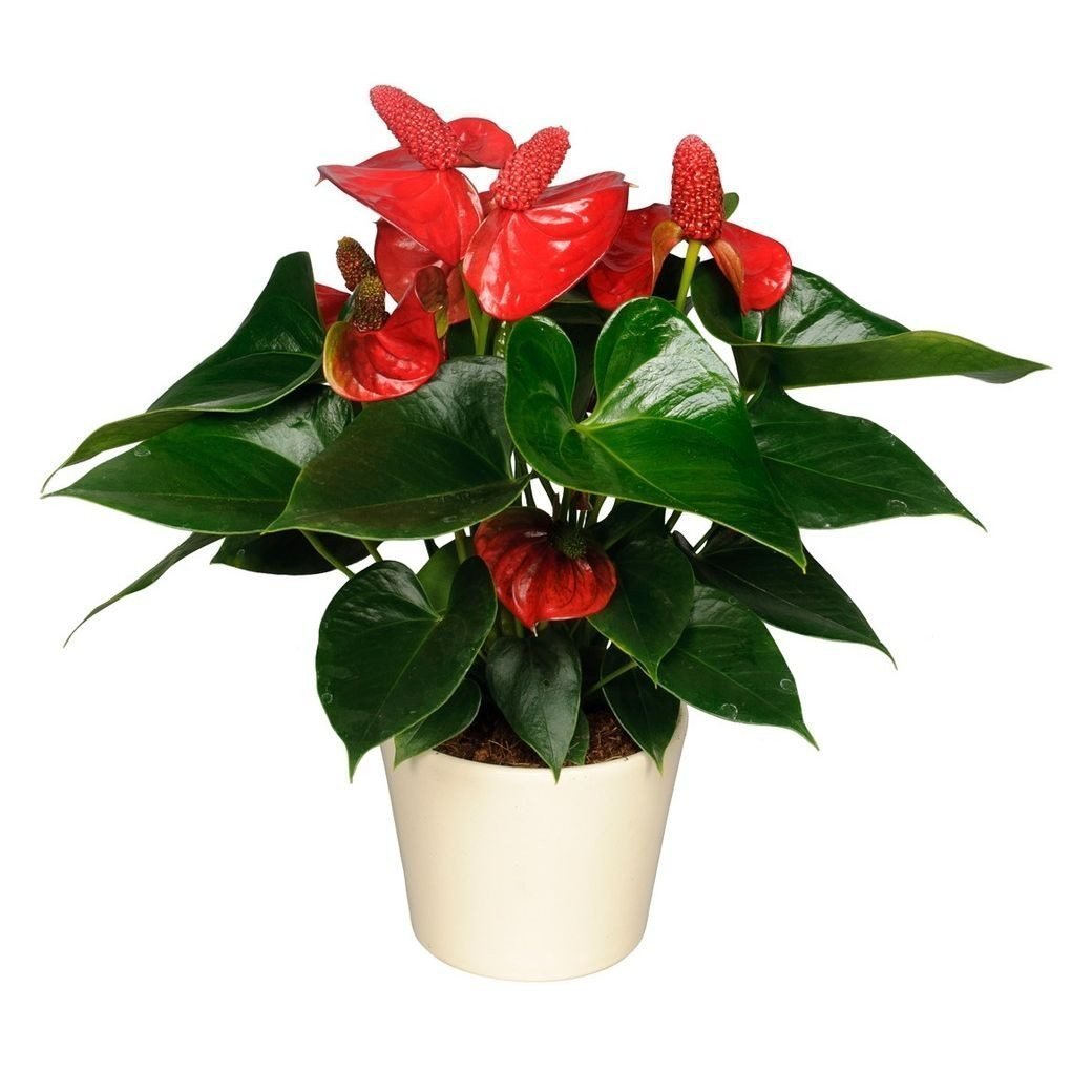 Антуриум Андре Отазу Браун