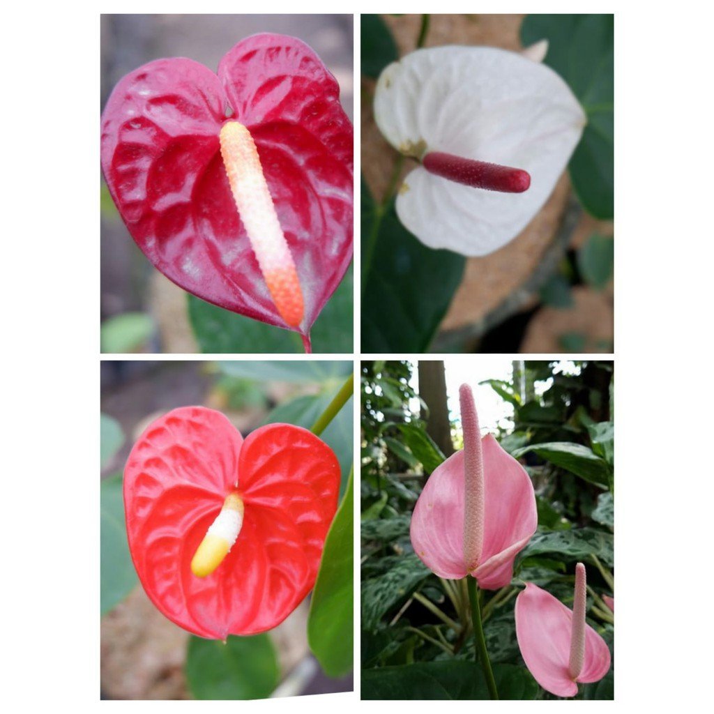 Горшок для антуриума