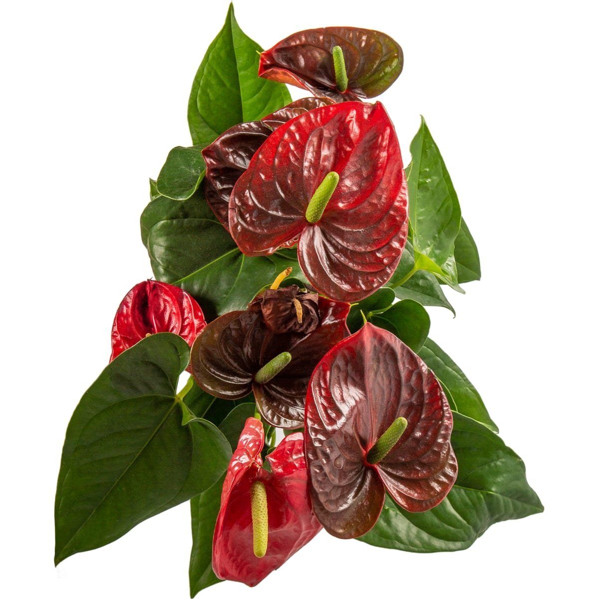 Антуриум сорт Мистик