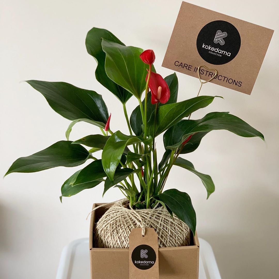 Антуриум Кавалли Пурпл