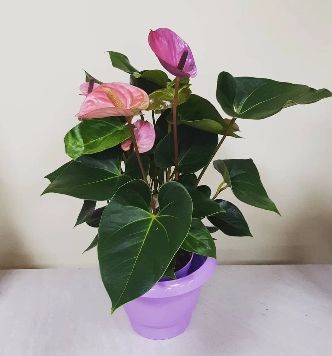 Антуриум диамонд ред