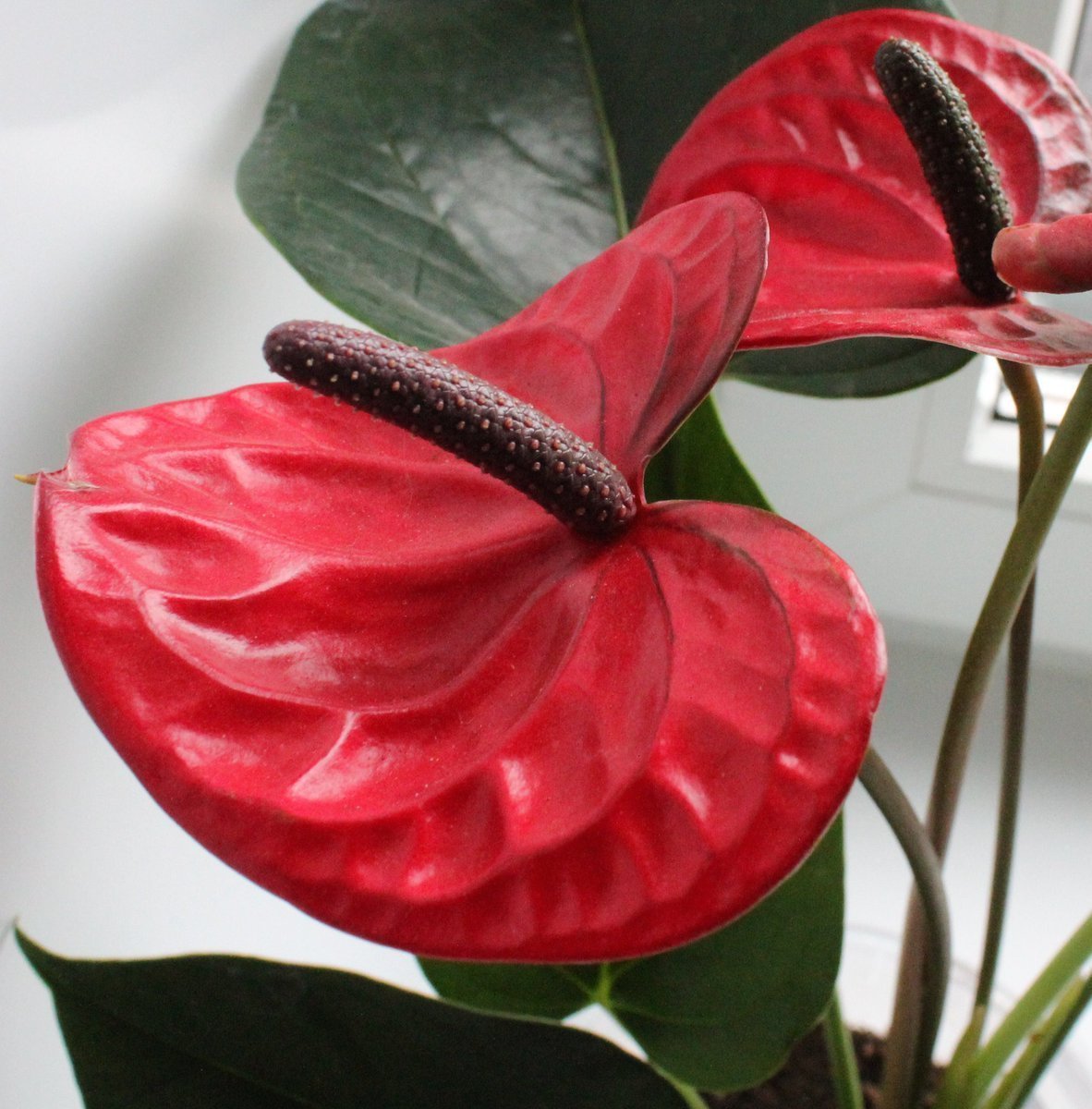 Антуриум Leganza zalm