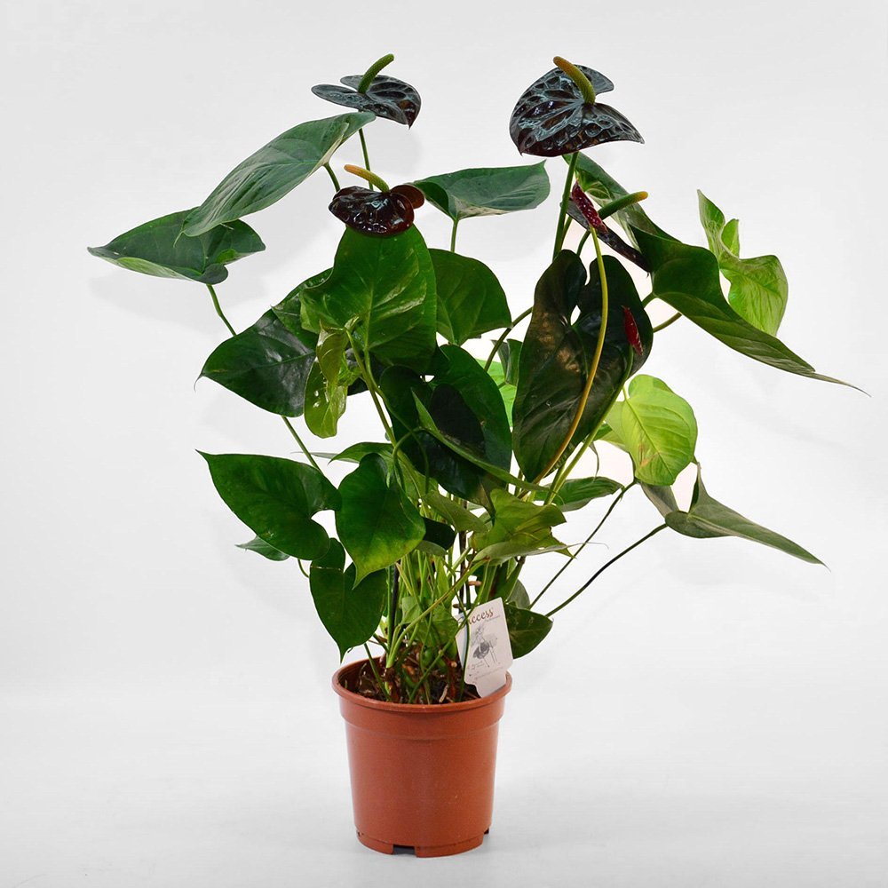 Антуриум Ариса Пинк d12 h40