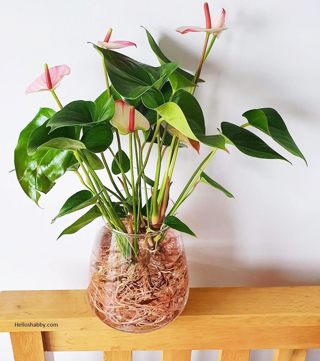 Антуриум Princess Amalia Elegance