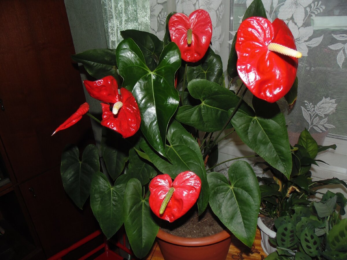 Антуриум Алексия Глориус