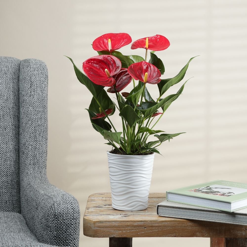 Антуриум триллион Колорадо