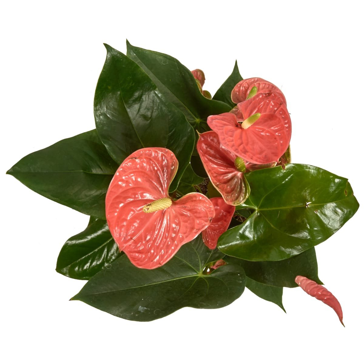 Антуриум Свит Квин