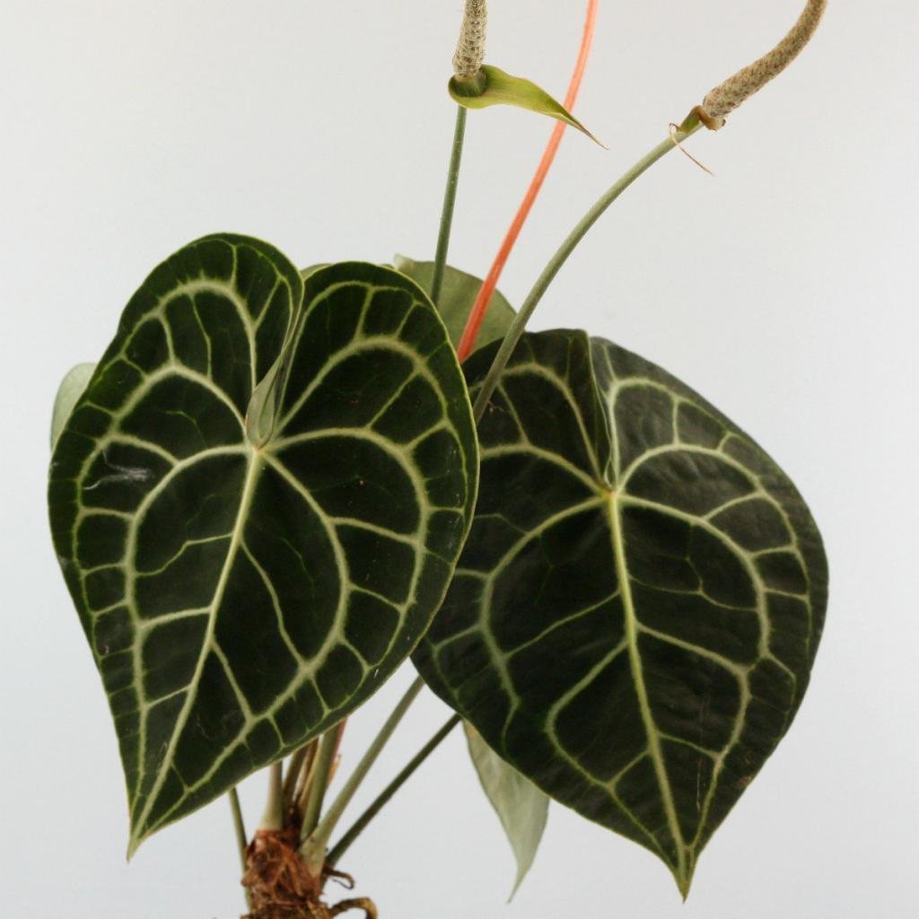 Букет с антуриумом