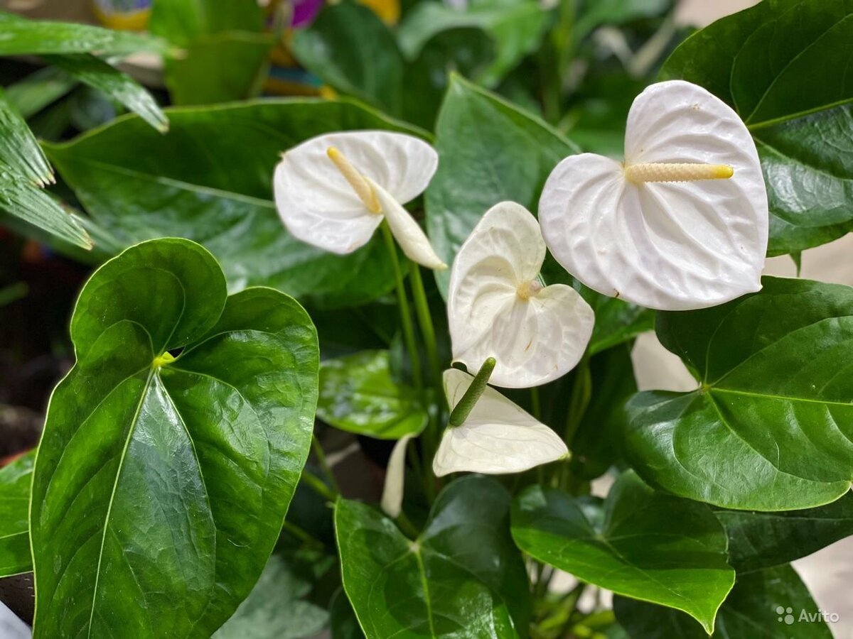 Цветок Антуриум красный