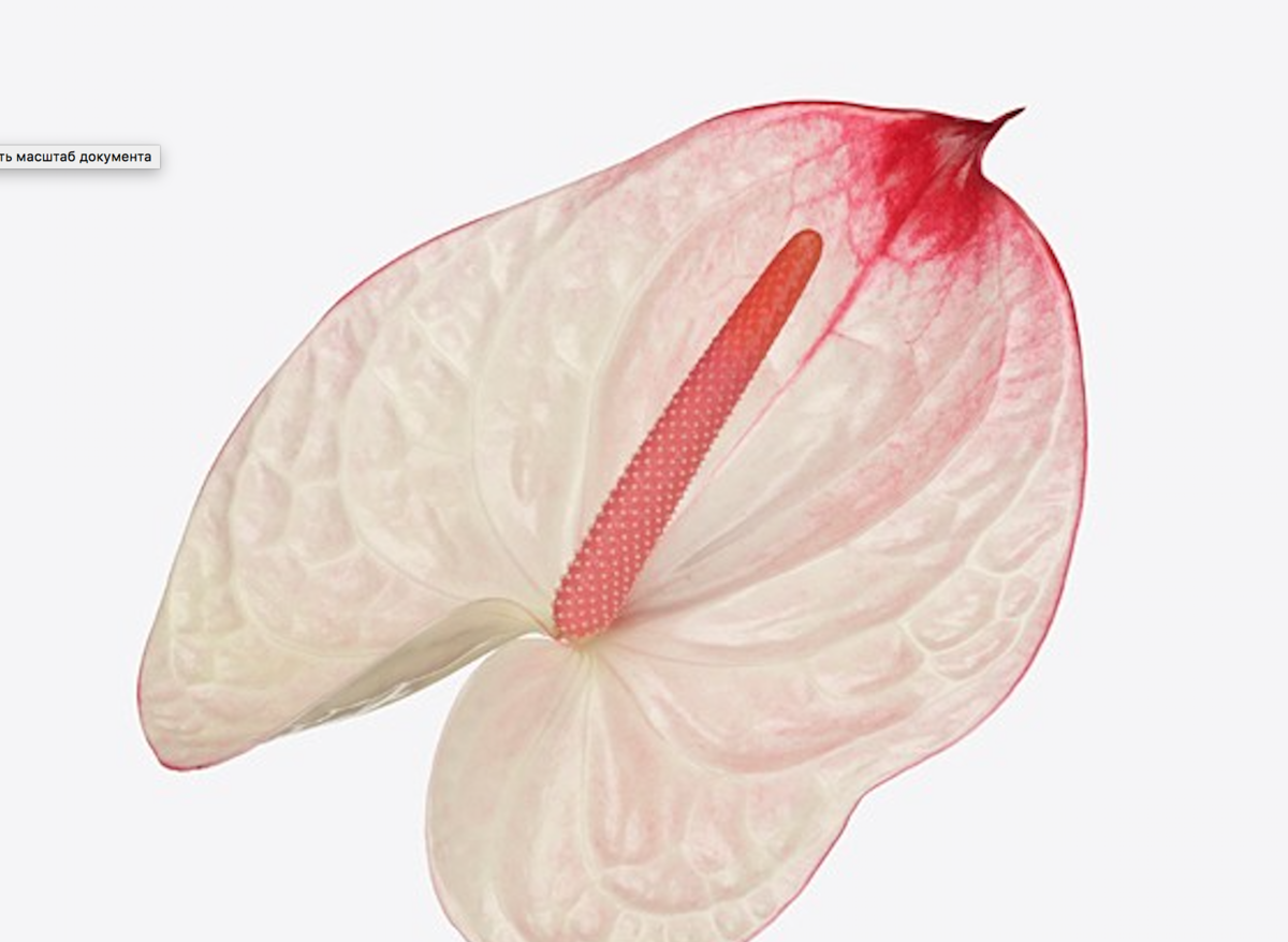 Антуриум карма Блэк