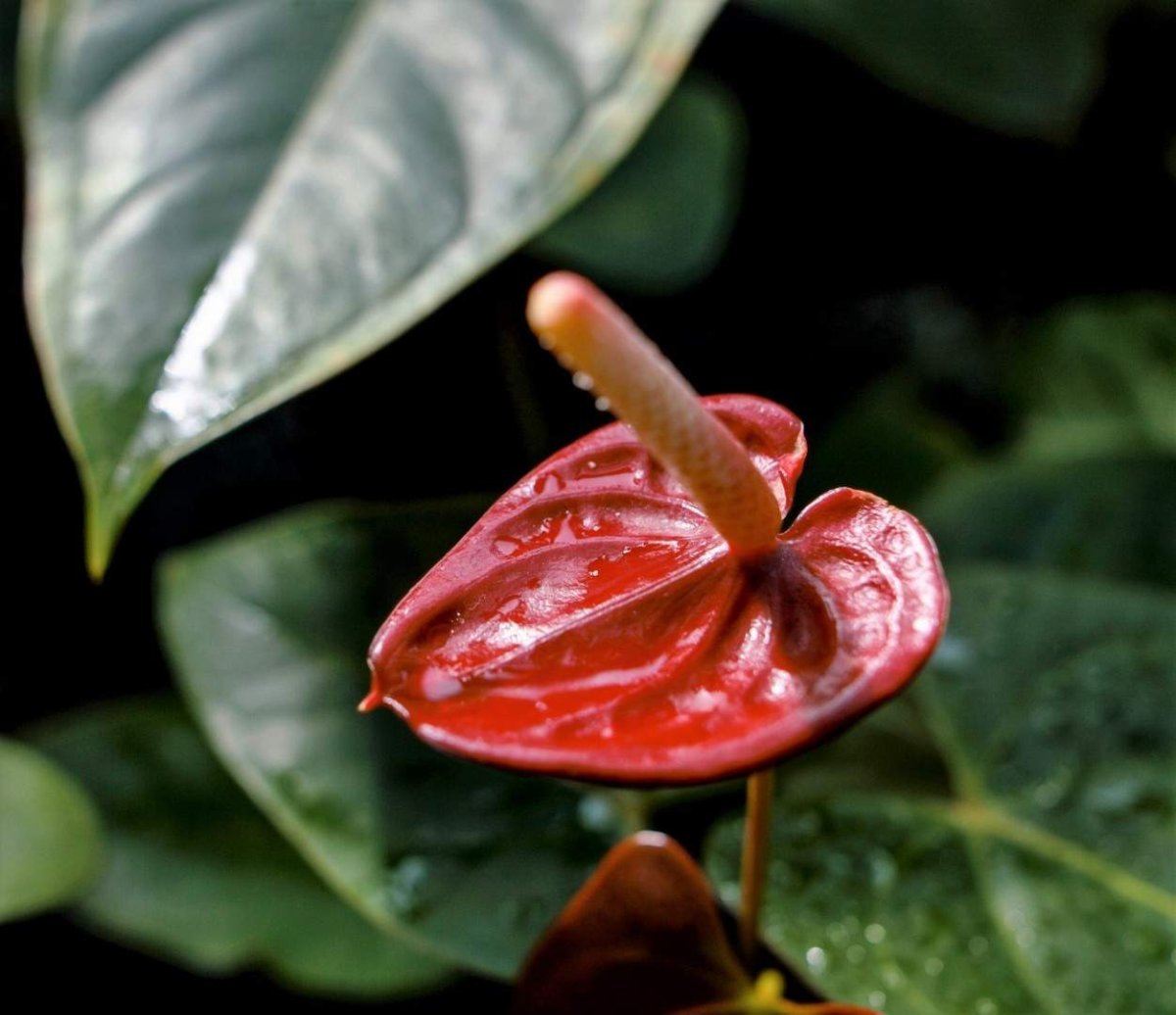 Антуриум нимфеелистный