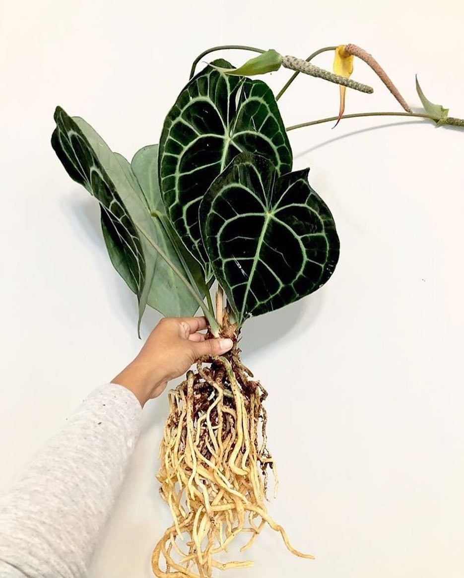 Антуриум Андре Дакота