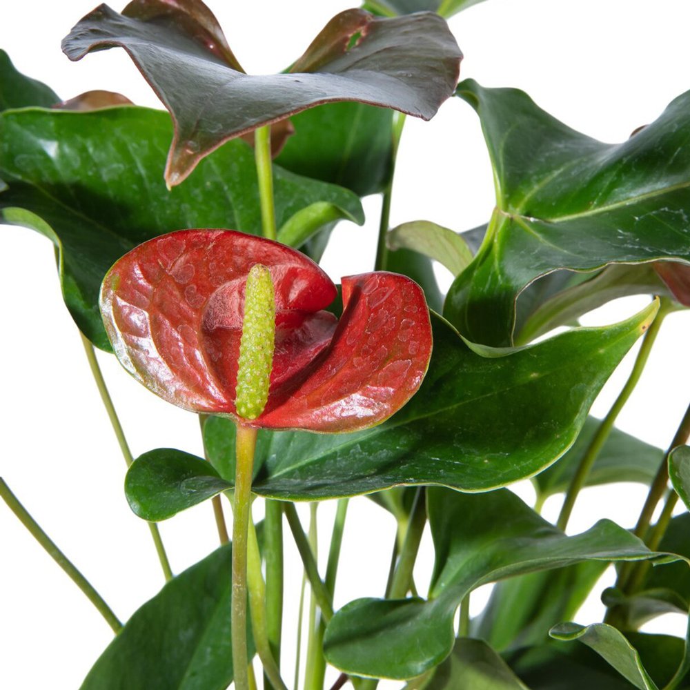 Антуриум картинки