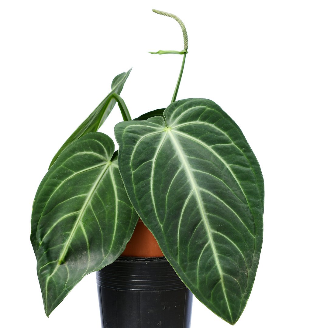 Антуриум Аляска