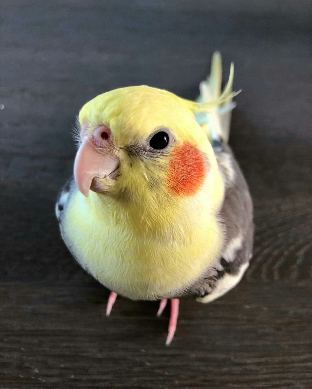 Милые мемы с попугаями