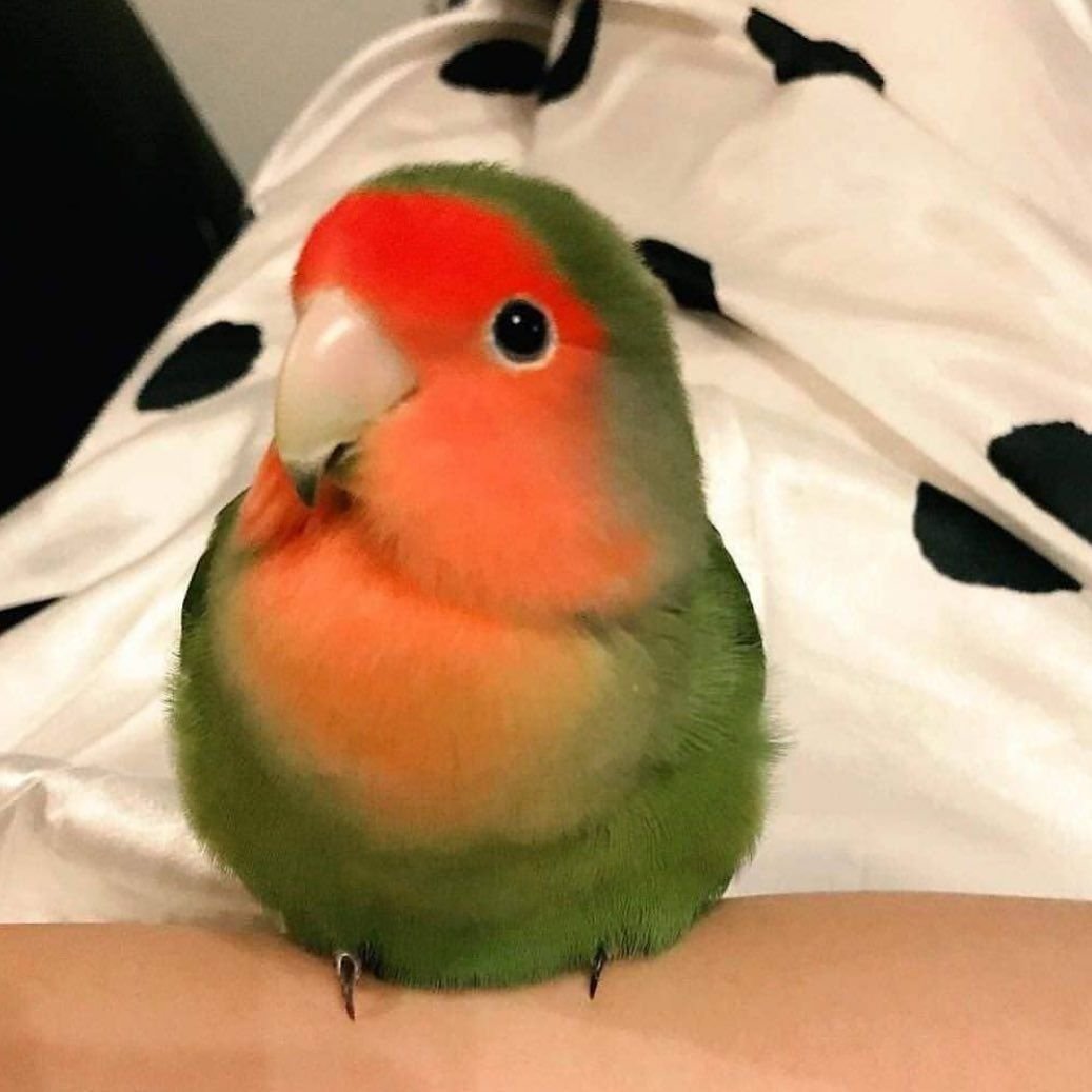 Неразлучники попугаи арбузик