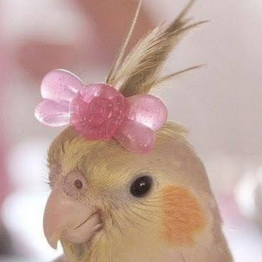 Попугай с бантиком на голове