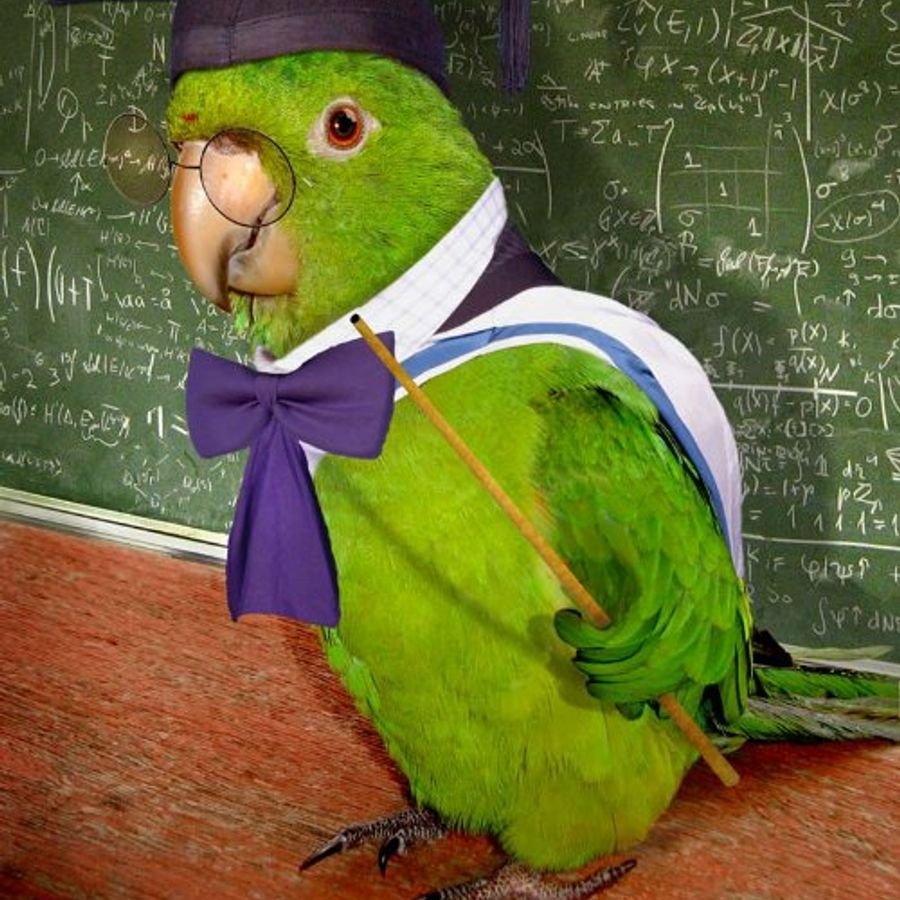 Ученый попугай