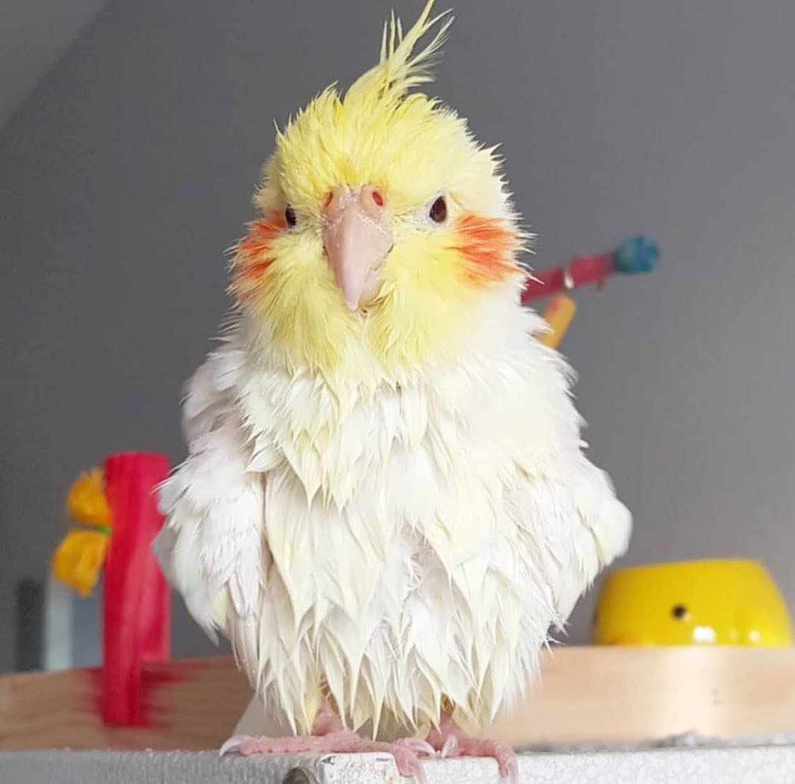 Милые попугаи кореллы