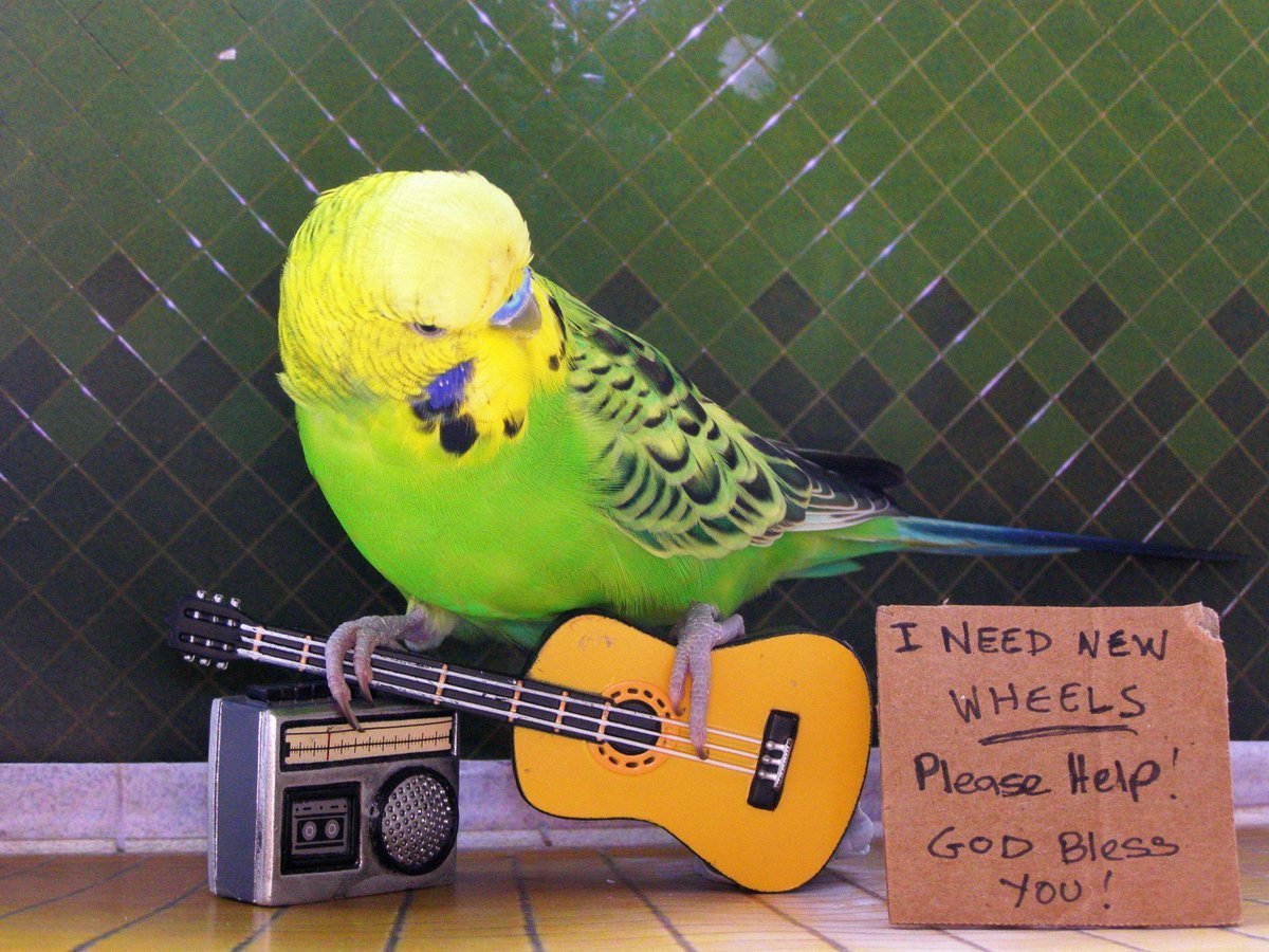 Смешные волнистые попугайчики