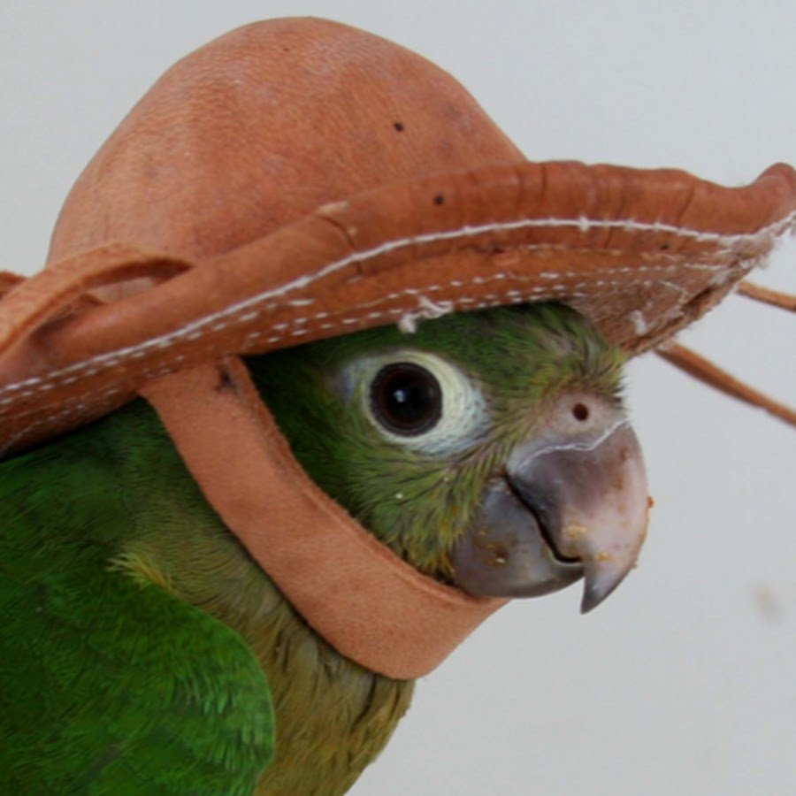 Попугай в шляпе