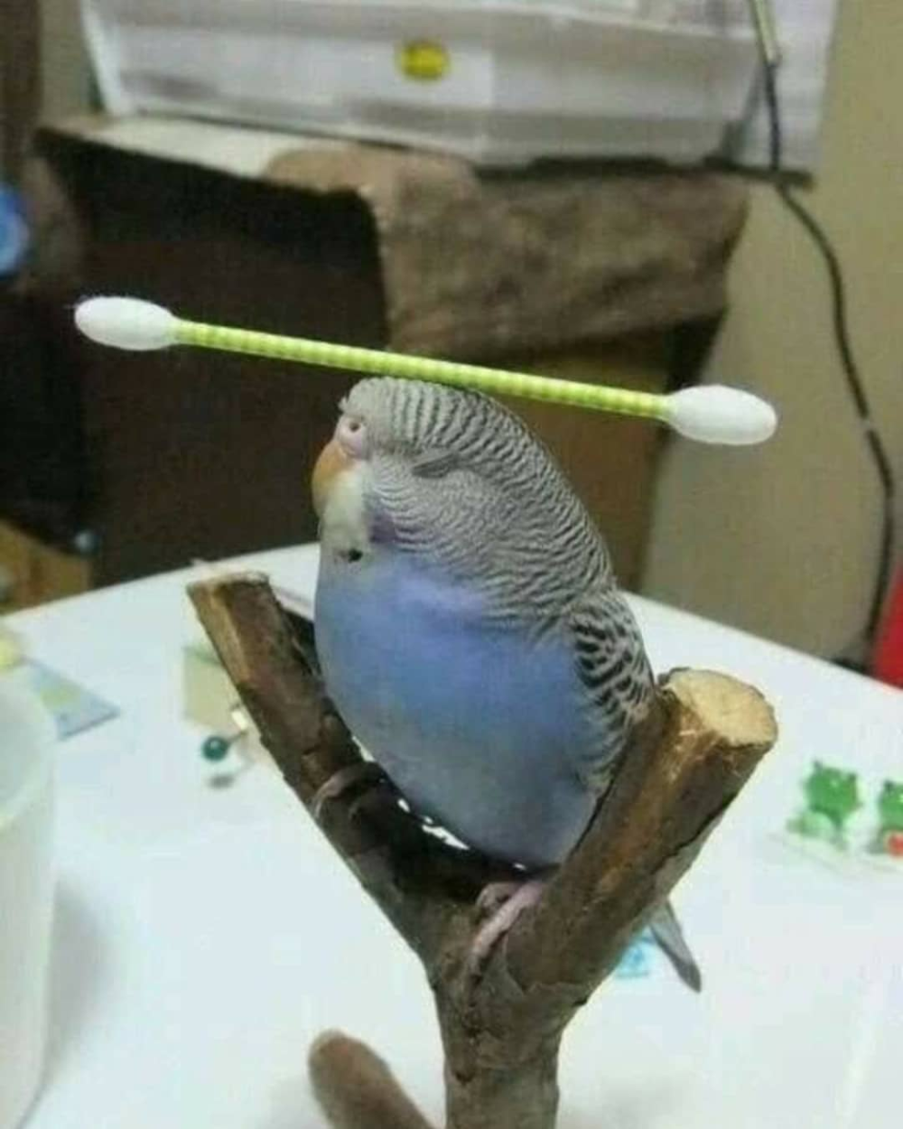 Смешные волнистые попугайчики