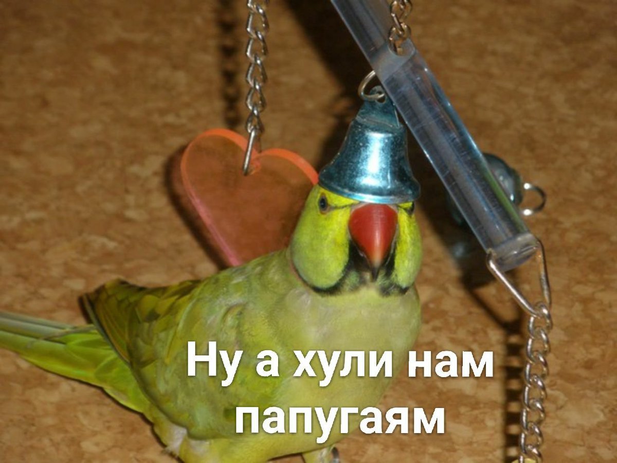 Гибриды волнистых попугаев