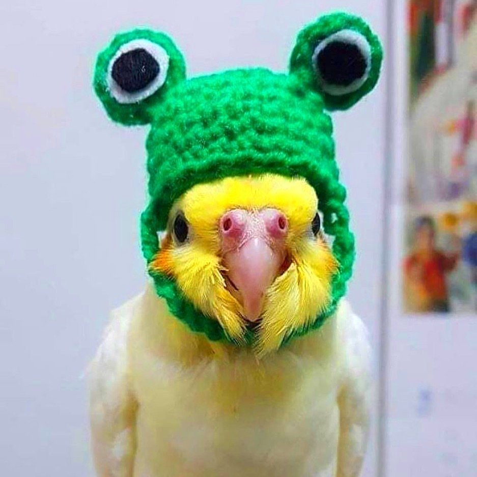 Смешной попугай в очках