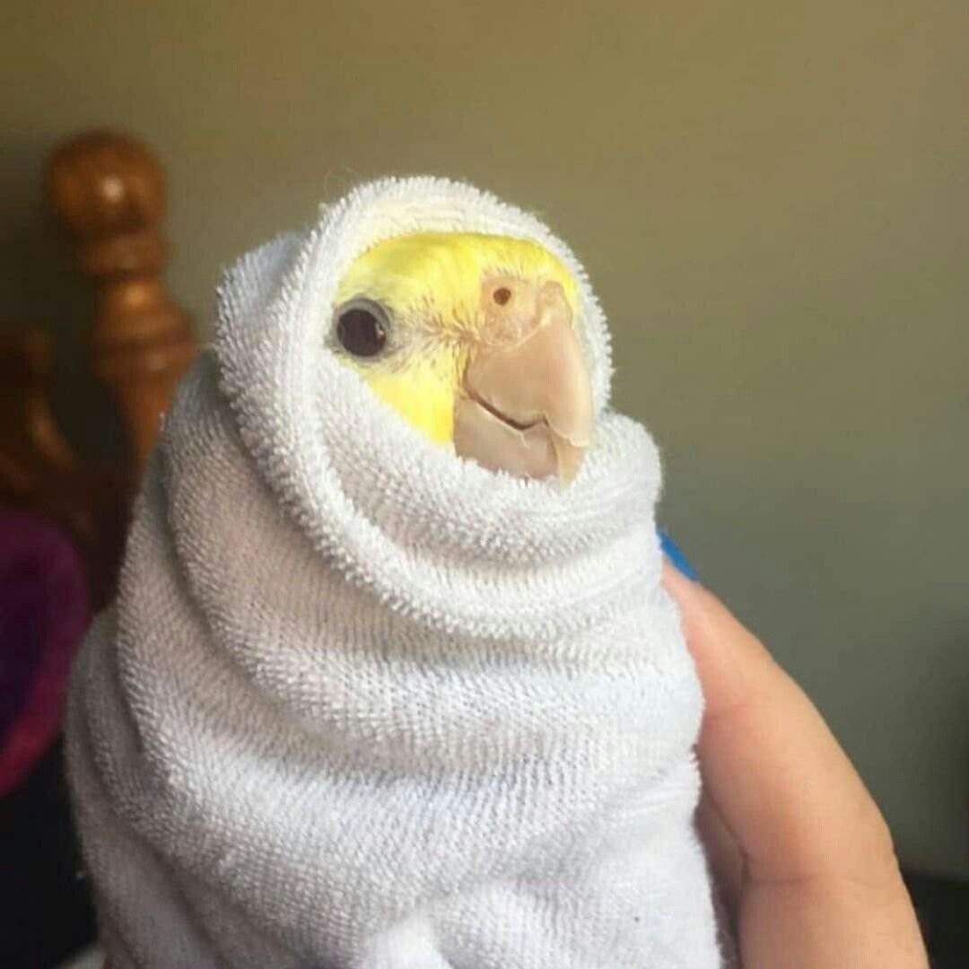 Пикчи с попугаями