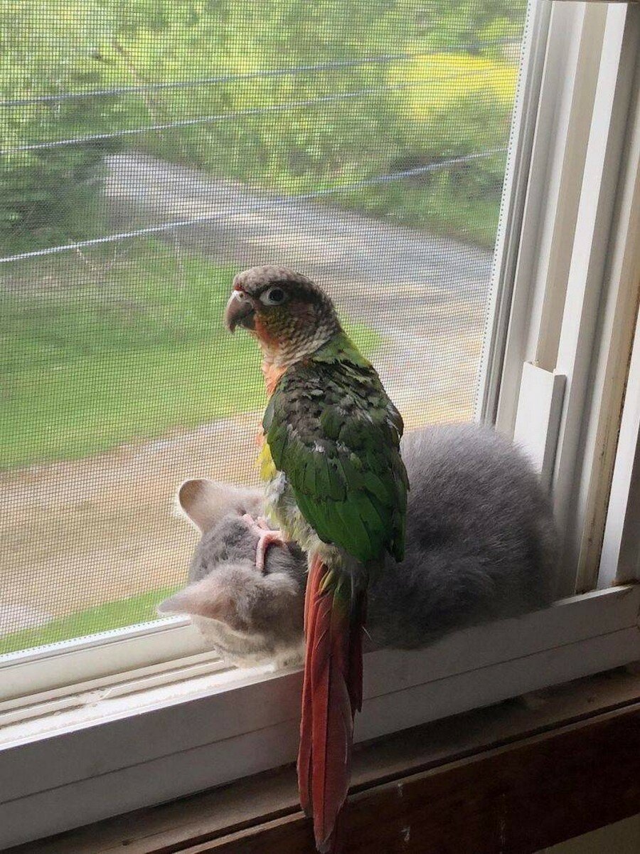 Смешные попугайчики