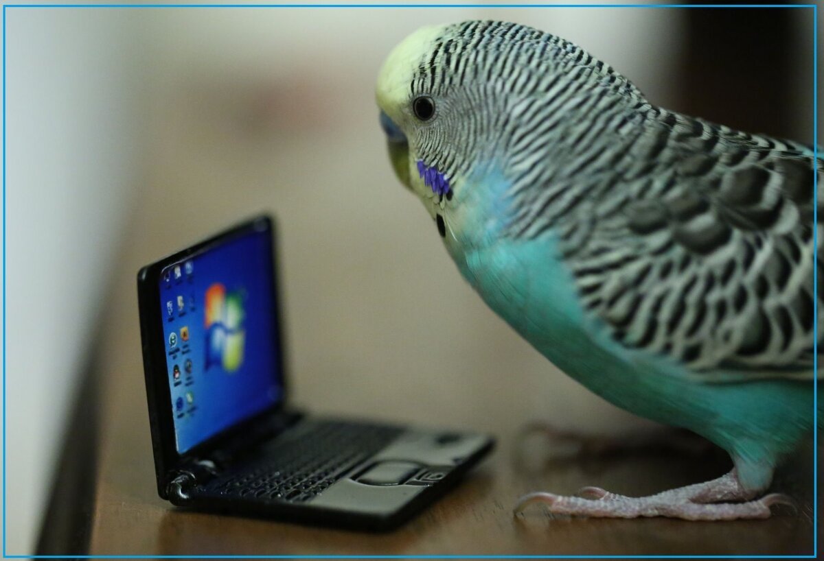 Волнистый попугай смешной