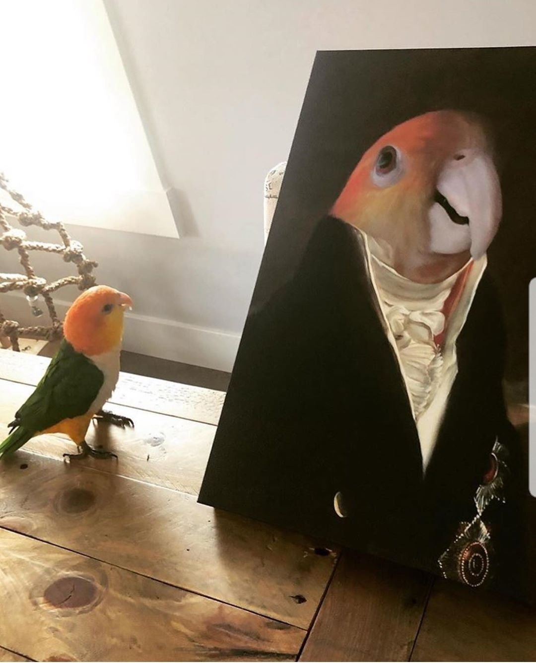 Смешные пикчи с попугаями