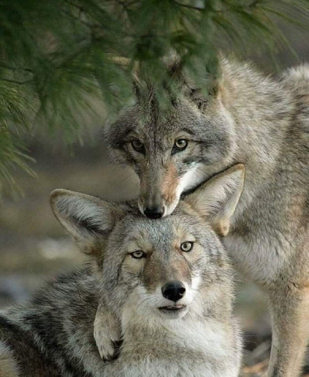 Картина волк и волчица