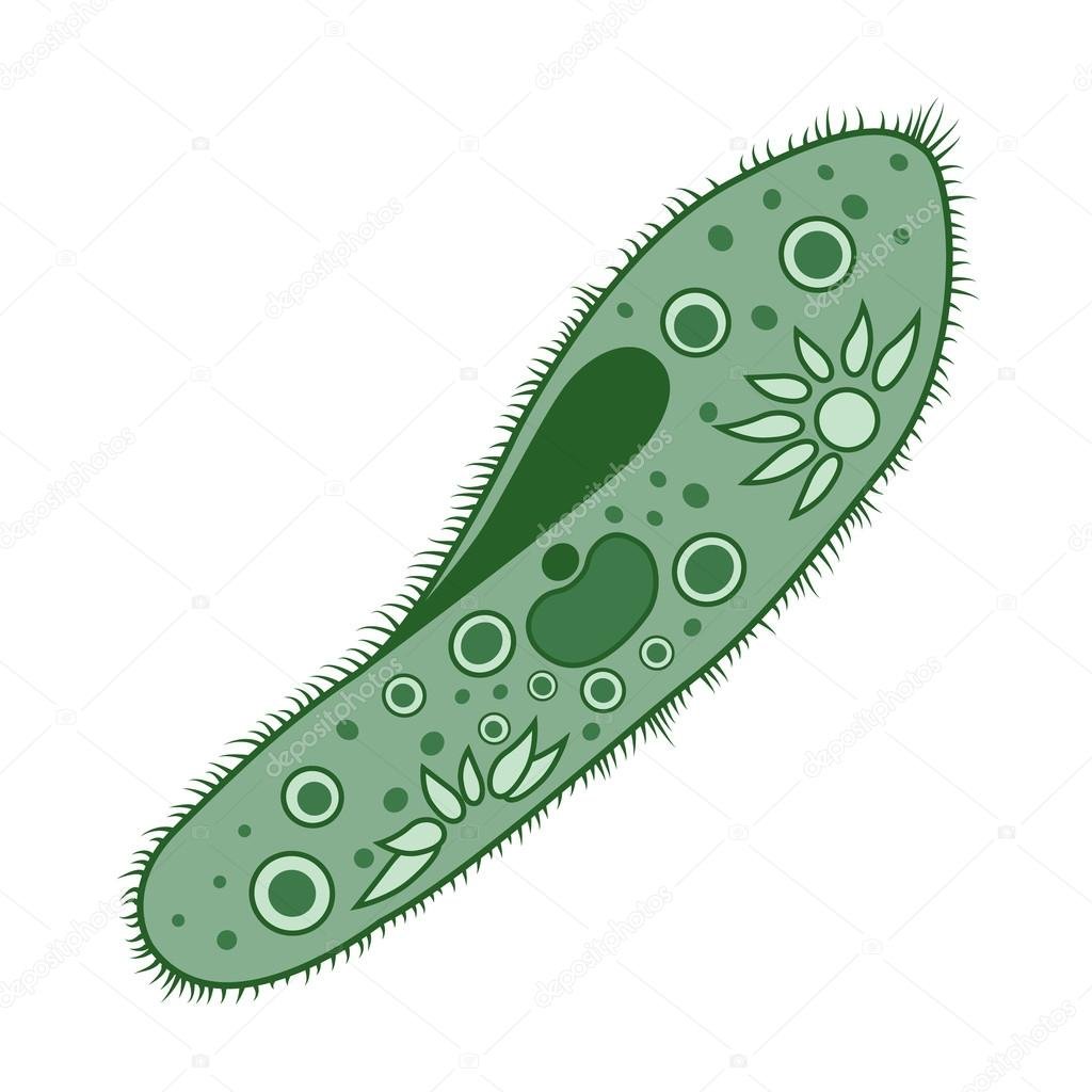 Одноклеточные инфузория туфелька