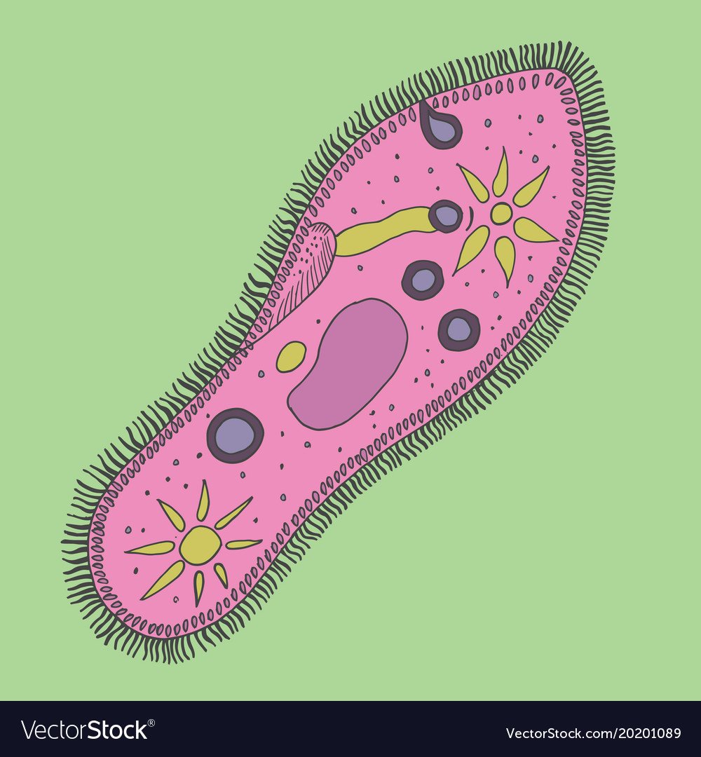 ПАРАМЕЦИЯ это инфузория туфелька